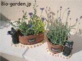 黒猫からの贈り物 黒猫からの贈り物