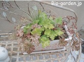 ヒューケラとカレックス ヒューケラとカレックス