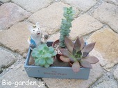 小さな多肉植物 小さな多肉植物