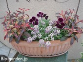 花たちのお喋り 花たちのお喋り