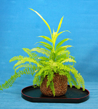 biopot02.jpg