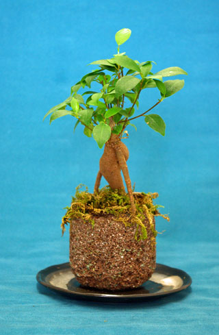 biopot04.jpg