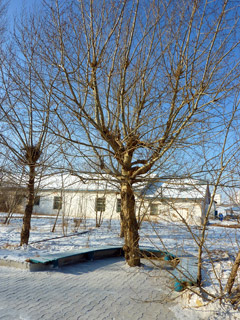 tree.jpg